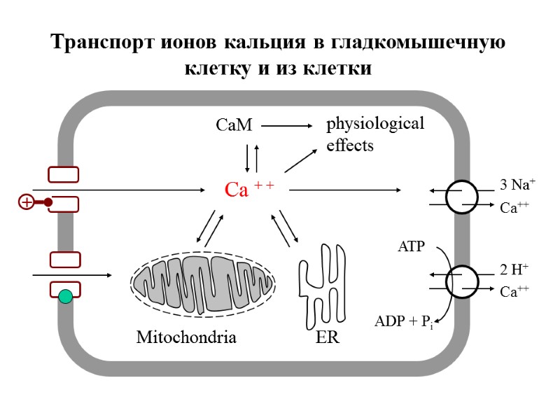 Cellular calcium transport Ca + + CaM physiological effects Mitochondria ER Транспорт ионов кальция